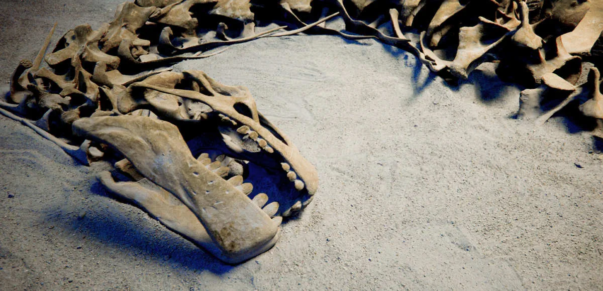 What was the dinosaurs' life expectancy?