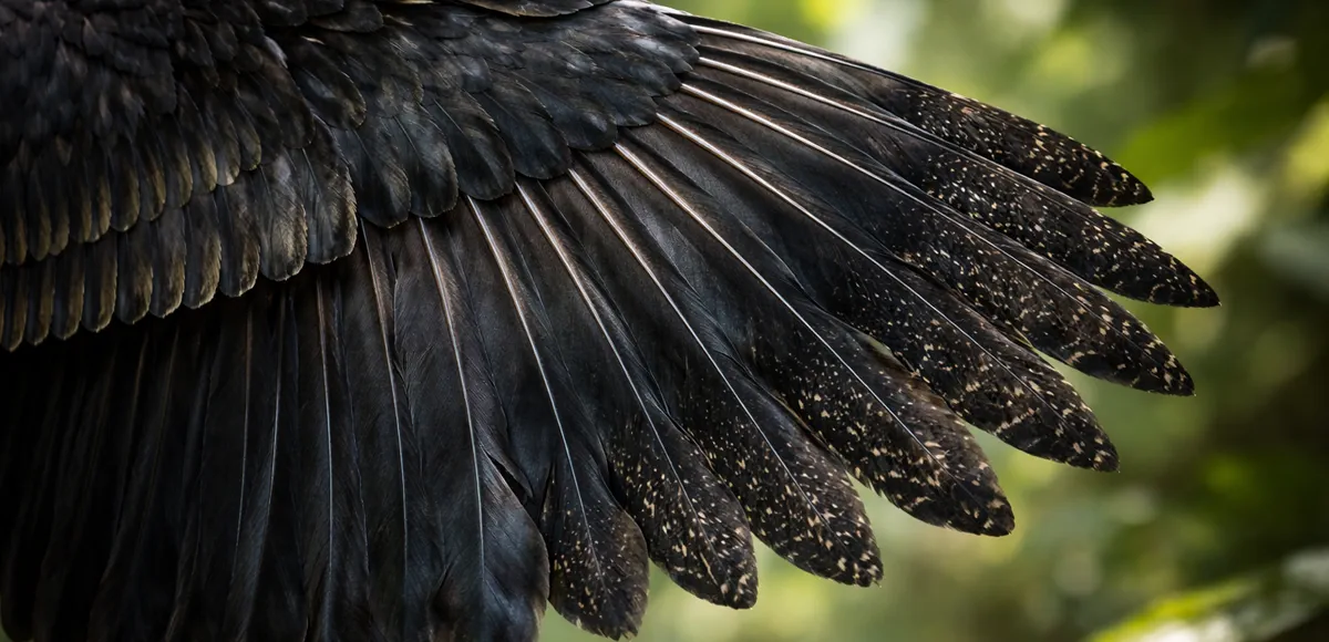 ¿Para qué servían las plumas en algunos dinosaurios?