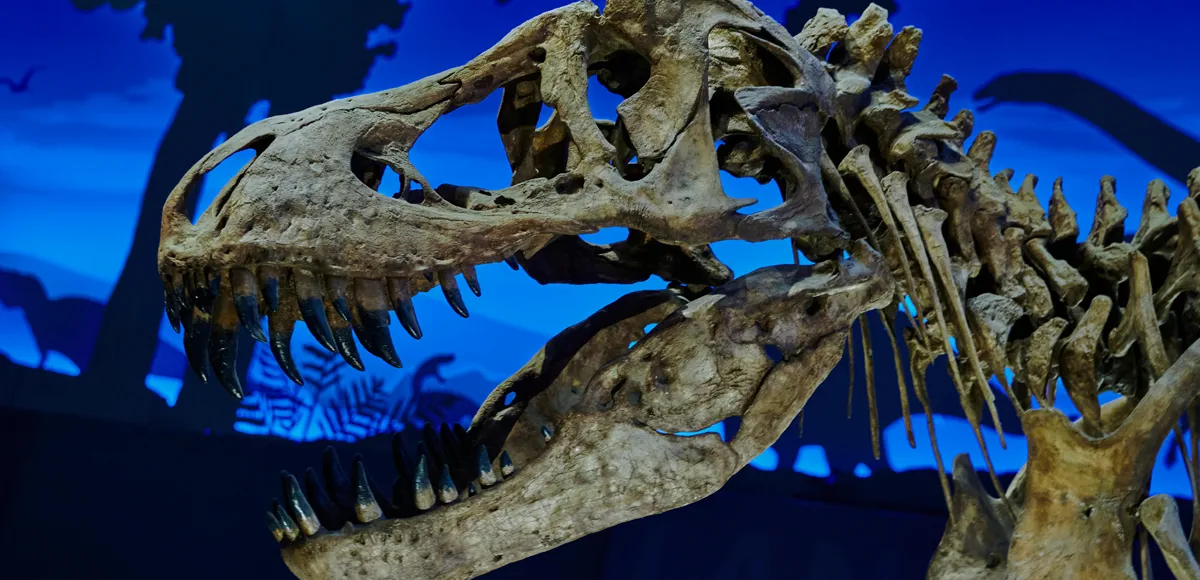 Where can you see dinosaur fossils?