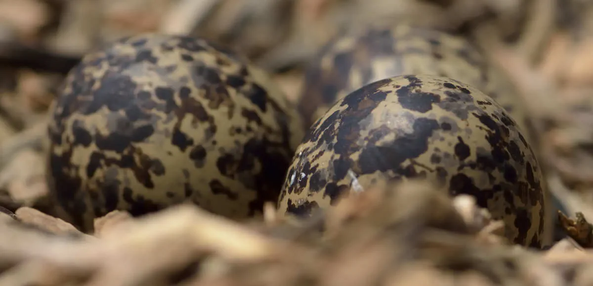 Did all dinosaurs lay eggs?