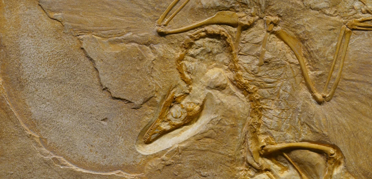 How do dinosaur fossils form?