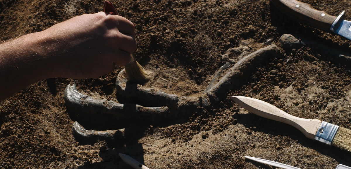 How do scientists know what dinosaurs looked like?