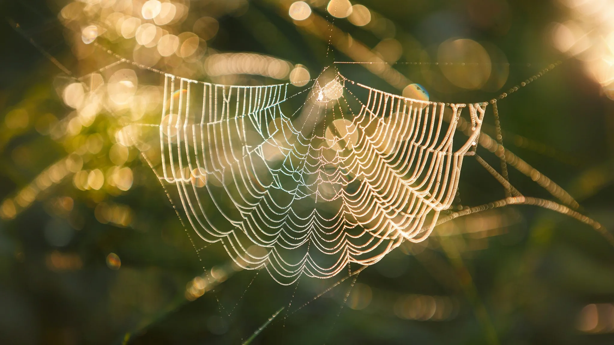 Oldest spider web