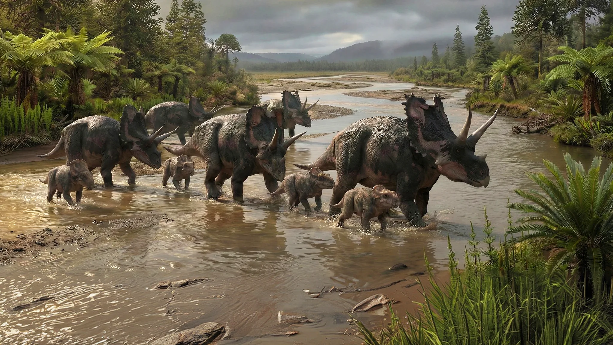 Agujaceratops mariscalensis | Cara con cuerno de Aguja | 83 a 70 millones de años