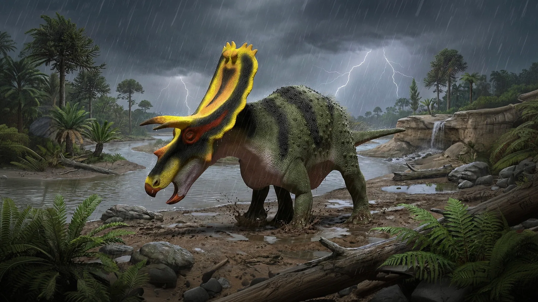 Anchiceratops ornatus | Cara cercana al Triceratops | 70 a 66 millones de años