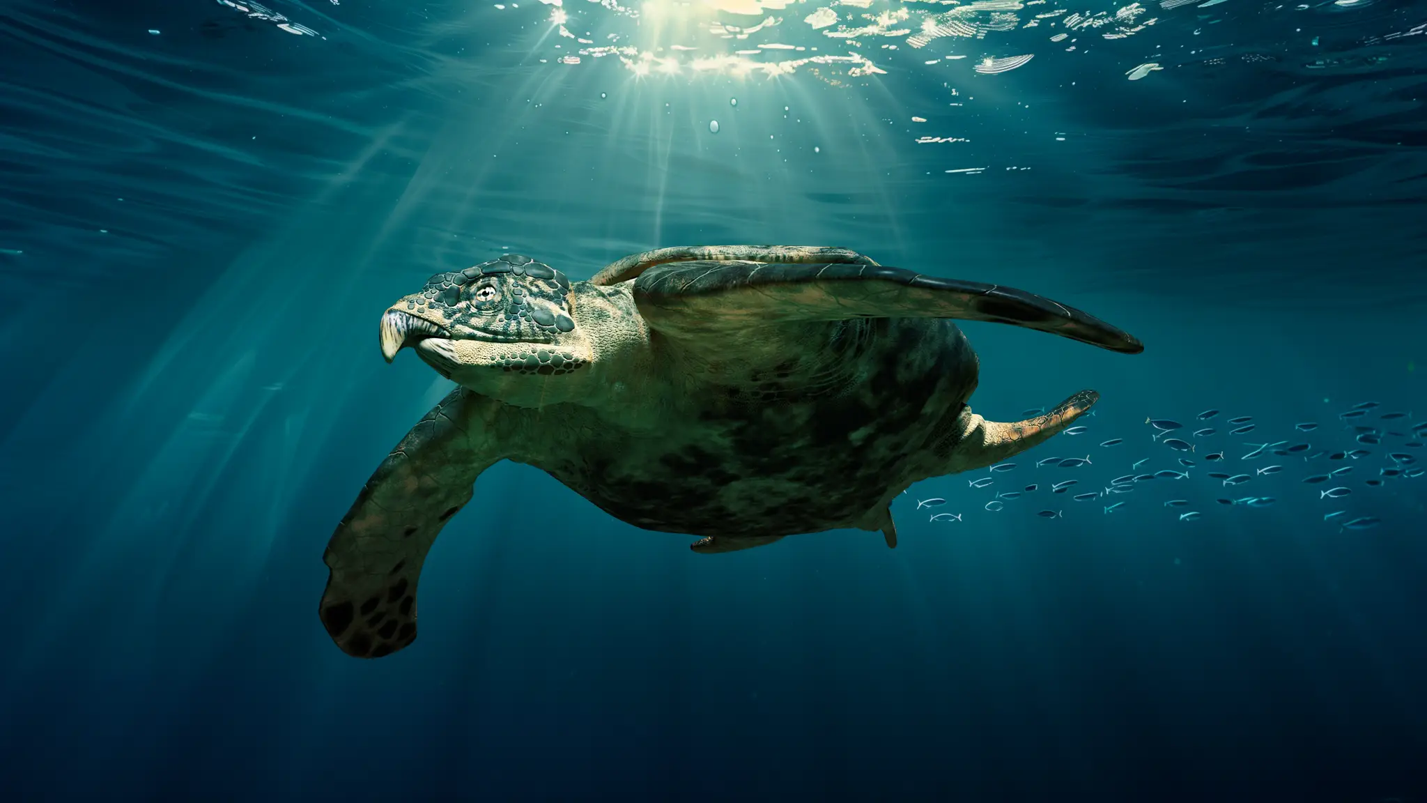 Archelon ischyros | Tortuga soberana | 83 a 66 millones de años