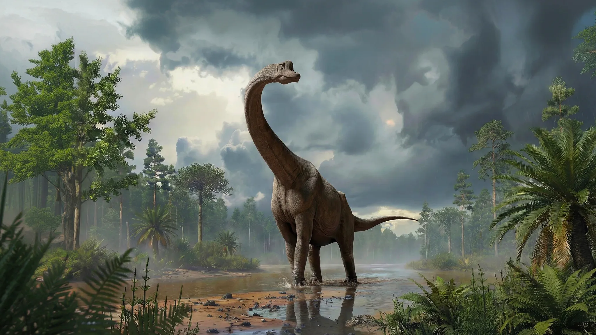 Brachiosaurus altithorax | Lagarto con brazos | 155 a 140 millones de años