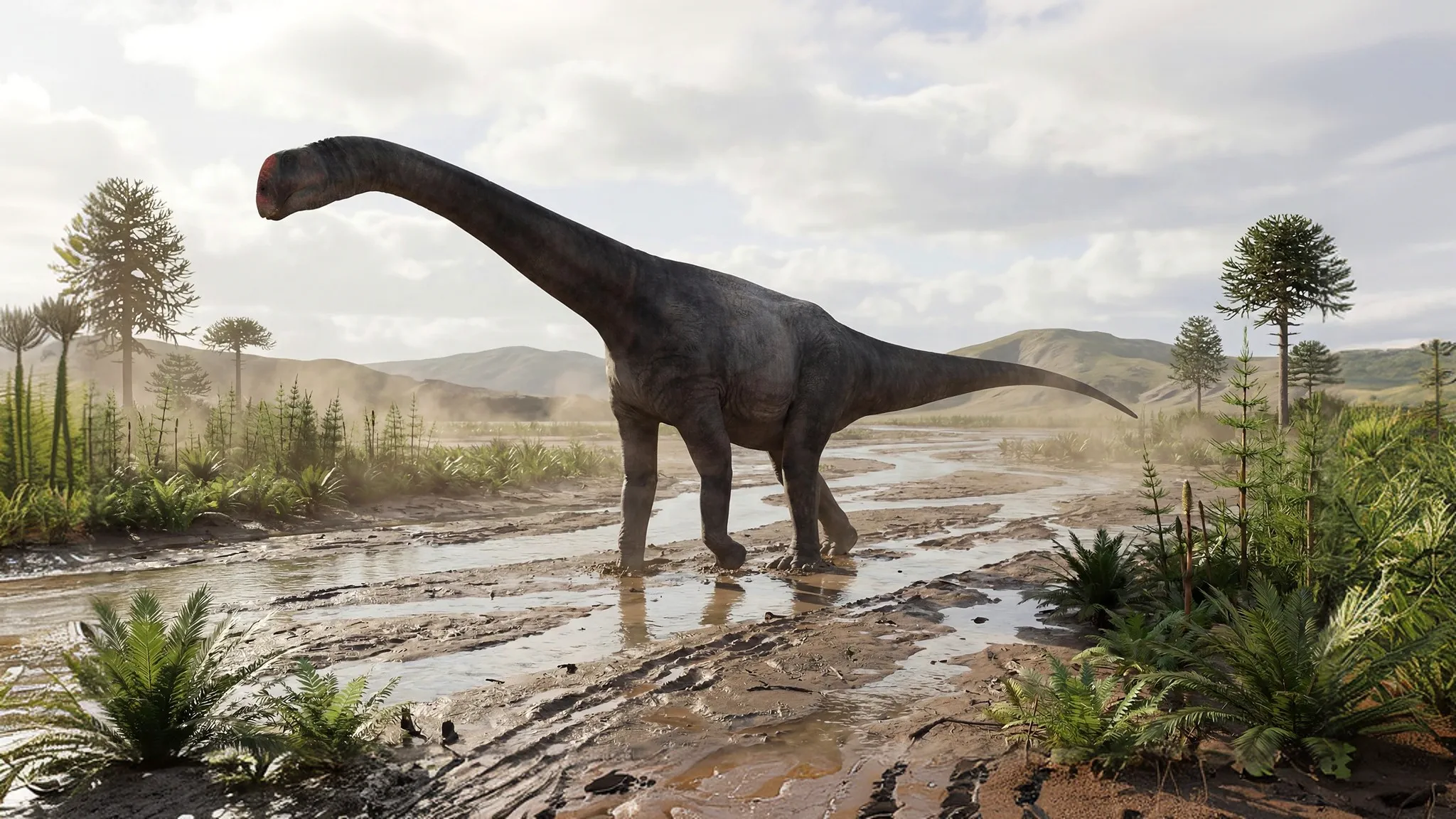 Brontomerus mcintoshi | Cuisse de tonnerre | 110 à 100 millions d'années