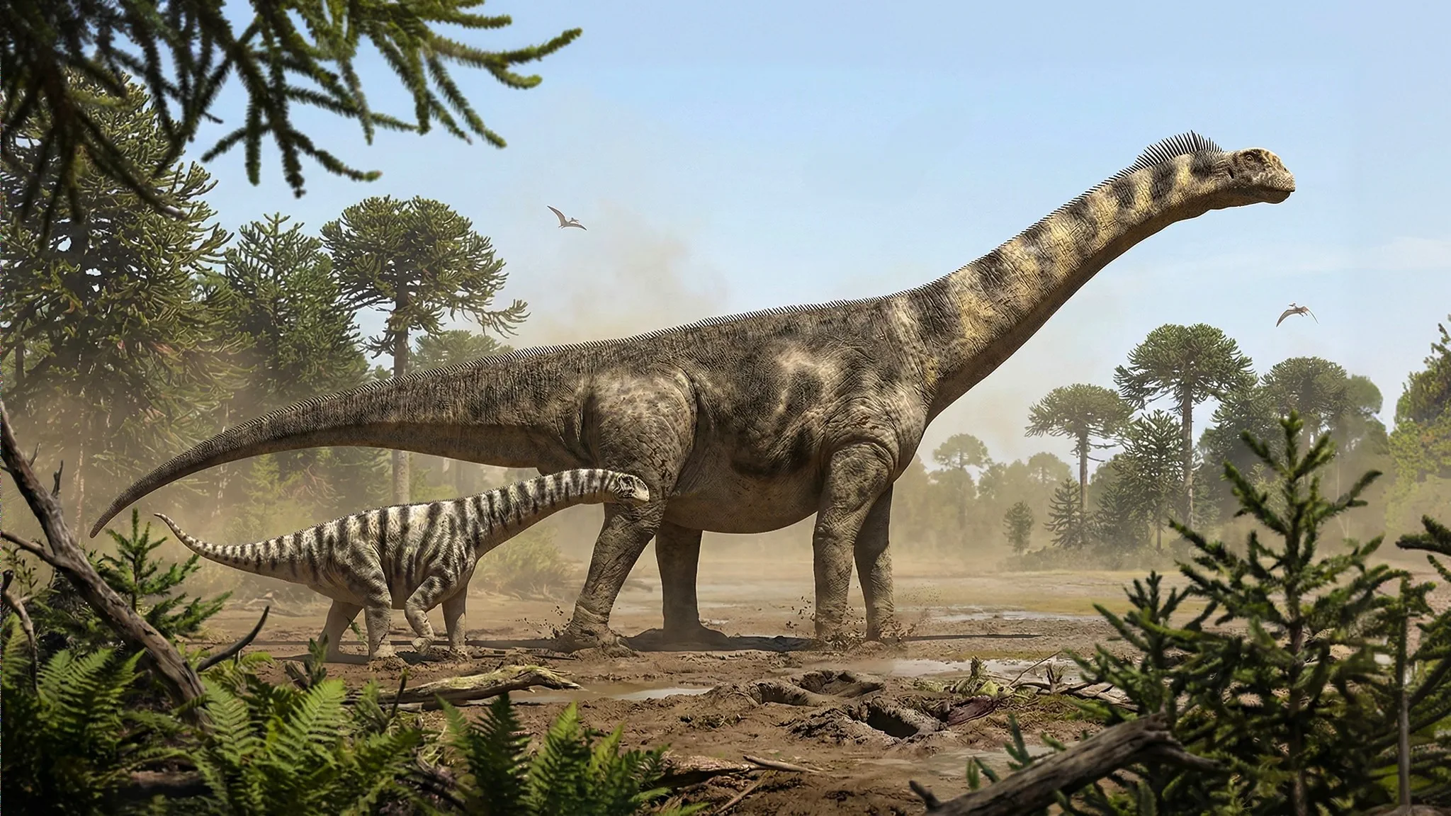 Camarasaurus supremus | Lagarto de cámaras | 156 a 144 millones de años