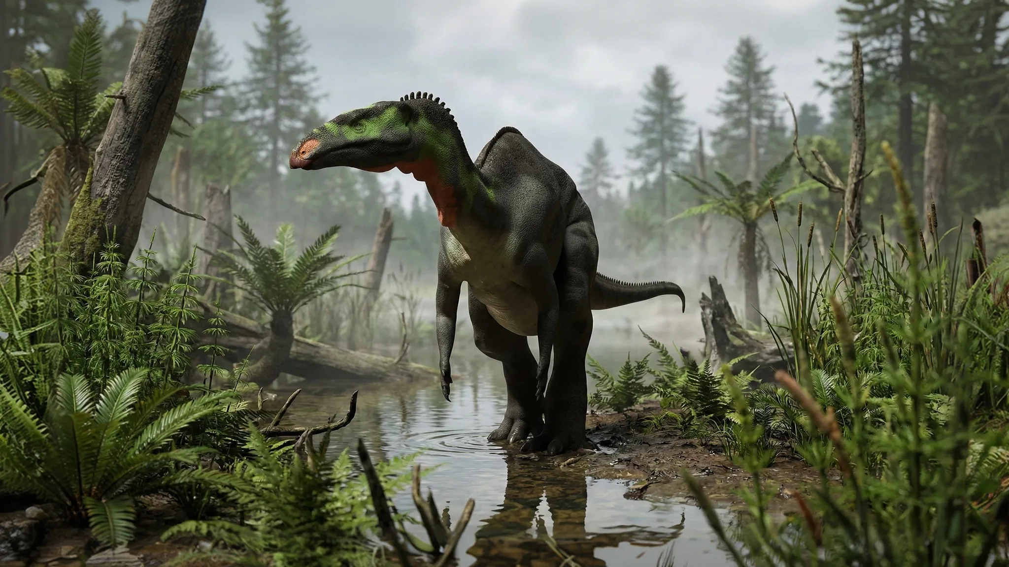 Camptosaurus dispar | Flexible lizard | 157 to 145 million years ago