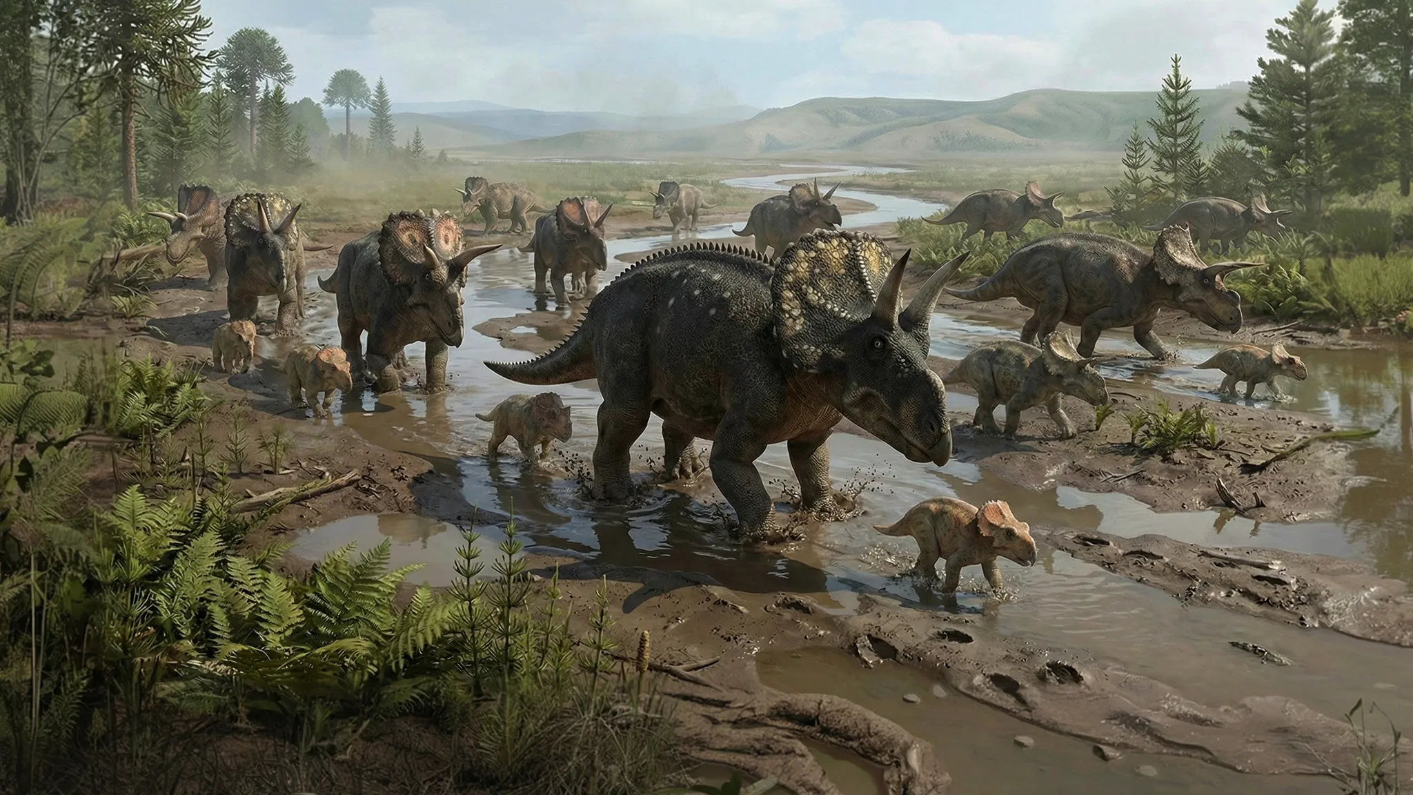 Nedoceratops hatcheri | Tête à cornes insuffisantes | 71 à 66 millions d'années