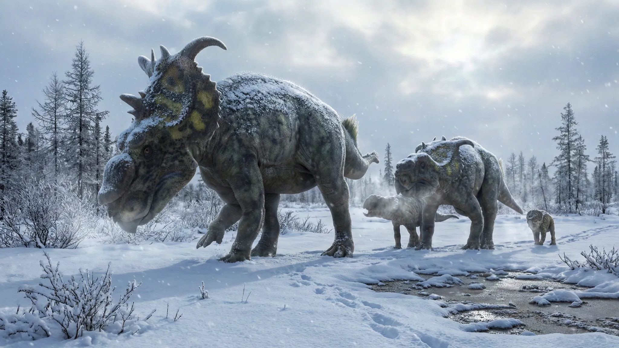 Pachyrhinosaurus lakustai | Lagarto de nariz gruesa | 73 a 72 millones de años