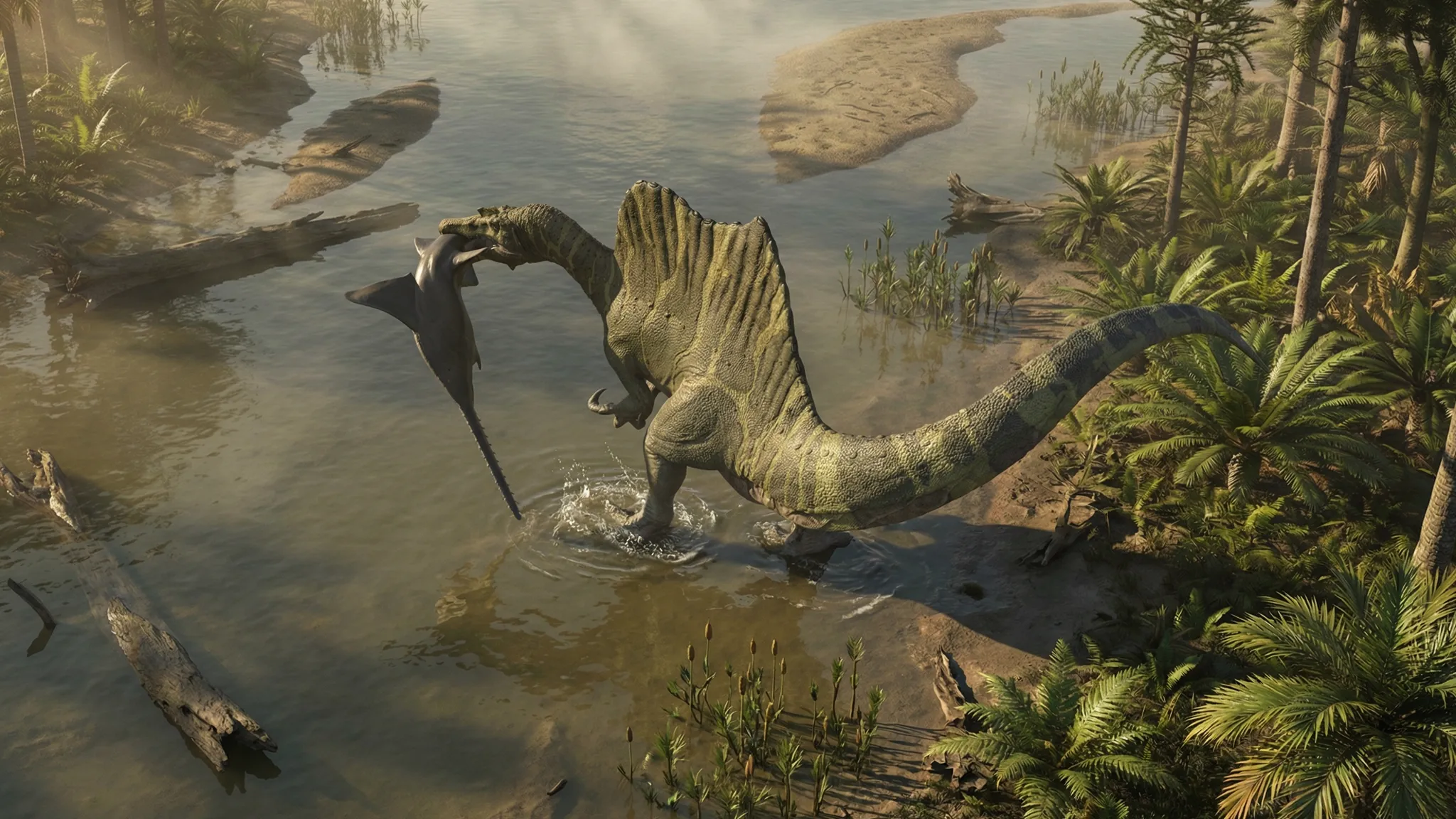 Spinosaurus aegyptiacus | Lézard épineux | 112 à 97 millions d'années