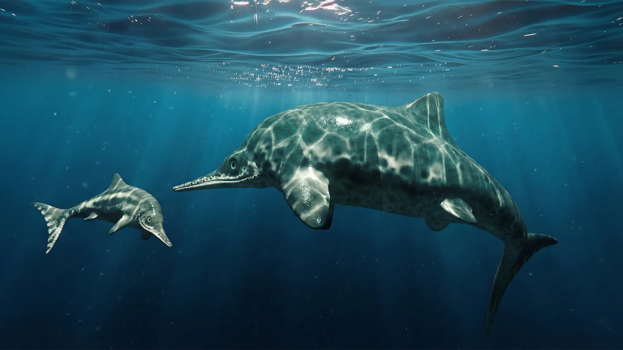 Stenopterygius quadriscissus | Ala estrecha | 183 a 174 millones de años